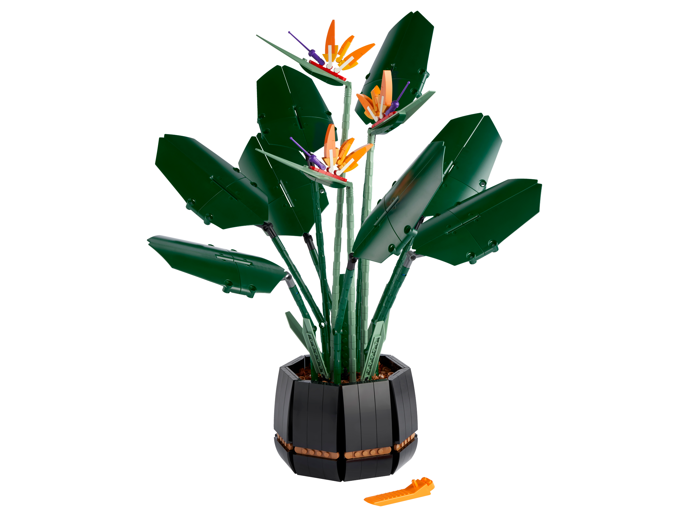 Bird of Paradise