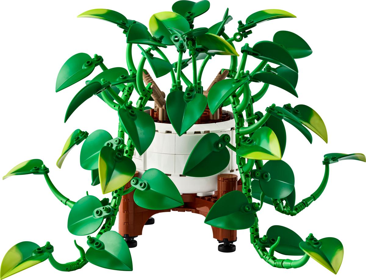 Hanging Golden Pothos
