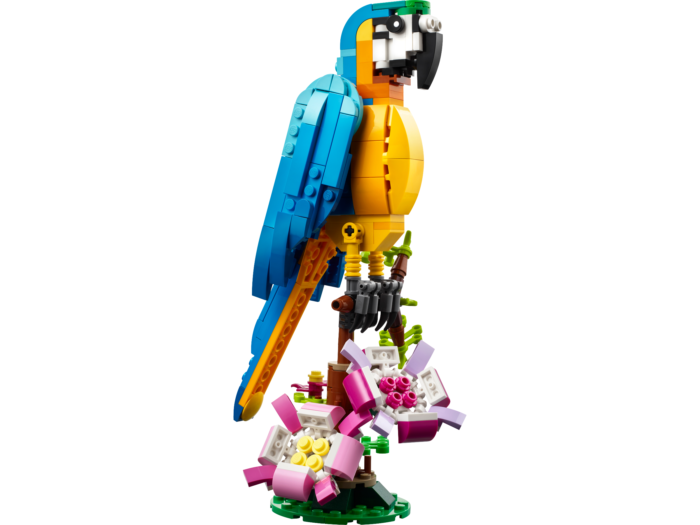 Exotic Parrot