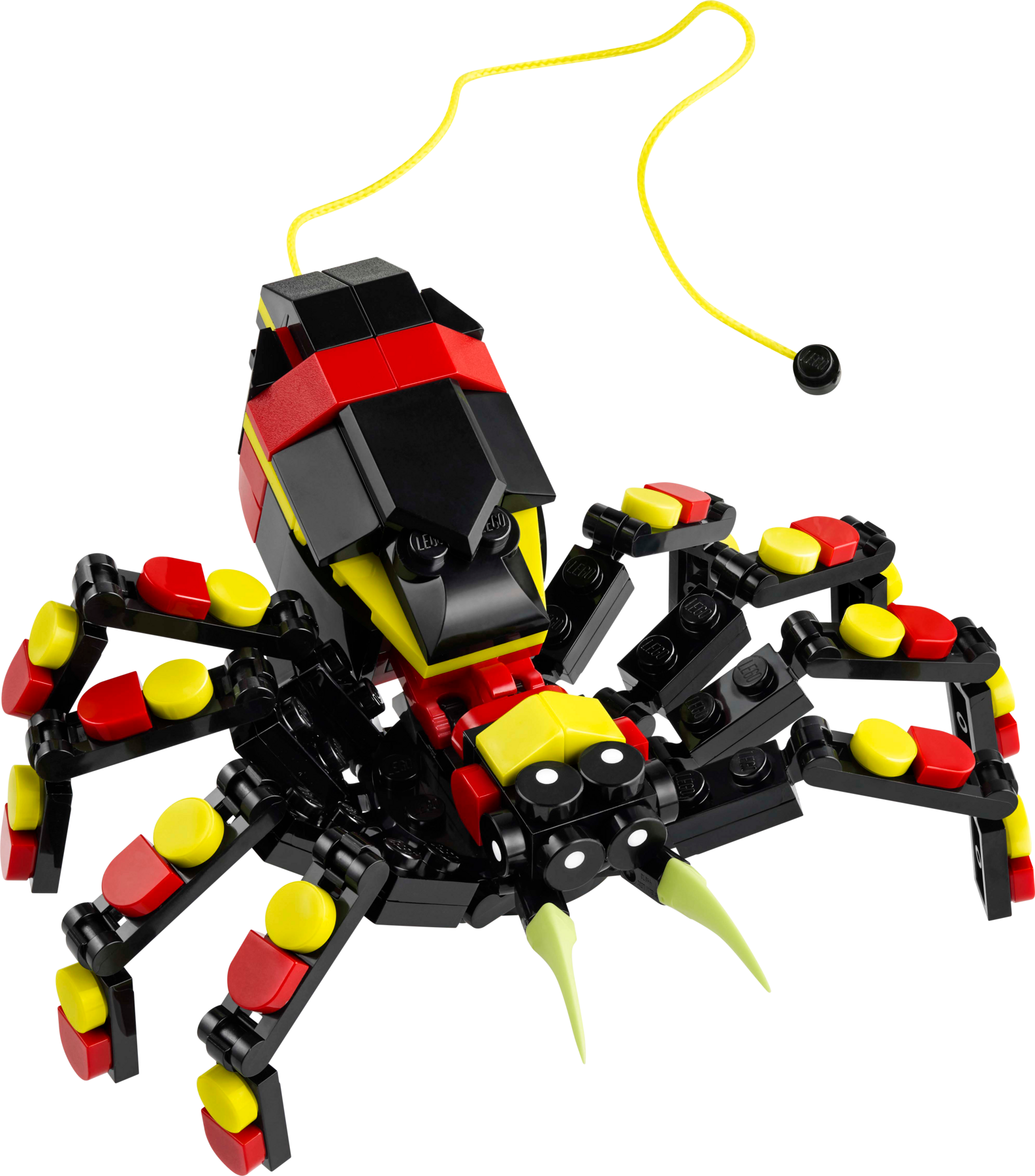 Wild Animals: Surprising Spider